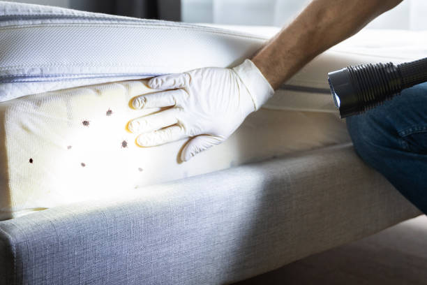 Wasp Removal Services in Grandview Heights, OH